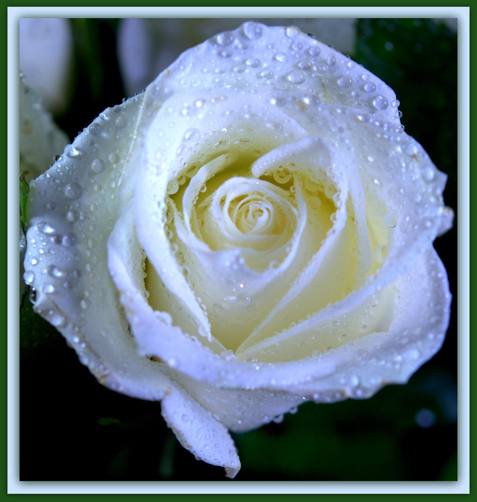 White Rose -2.jpg