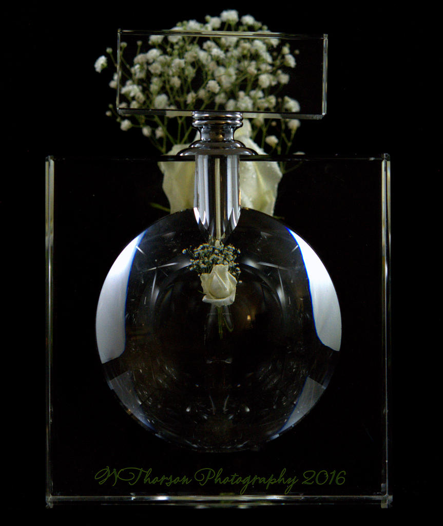 White Rose #3 8-22-2016.jpg