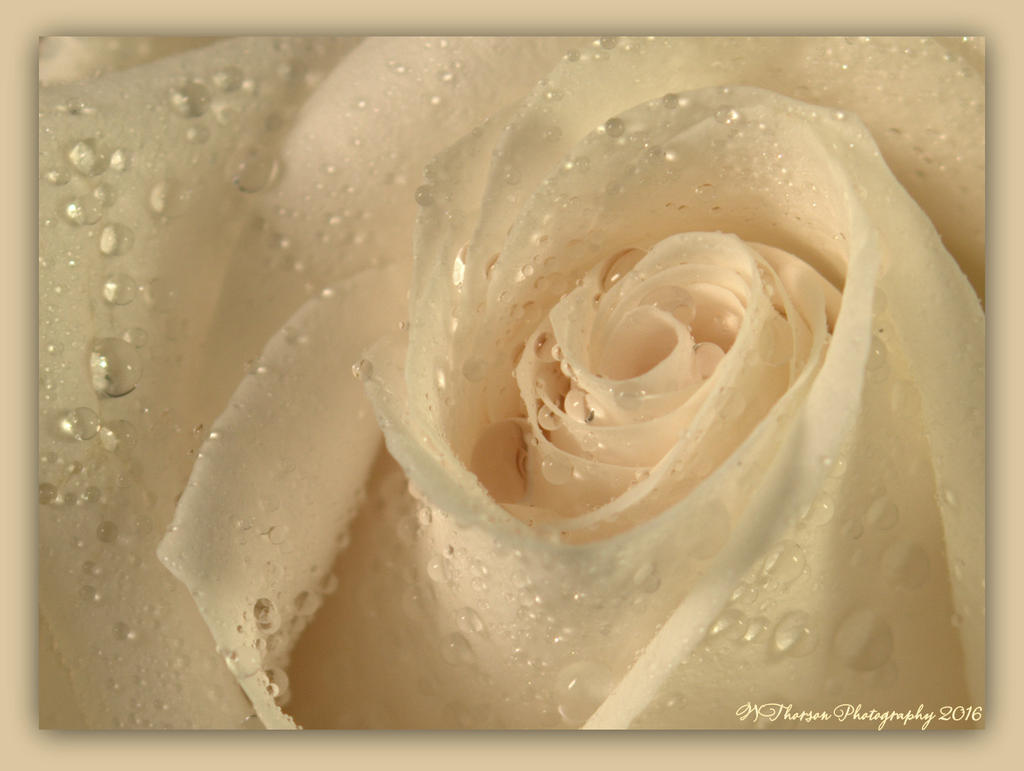 White Rose Close Up 2-17-2016.jpg