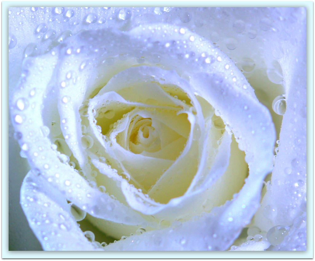 White Rose Close Up.jpg