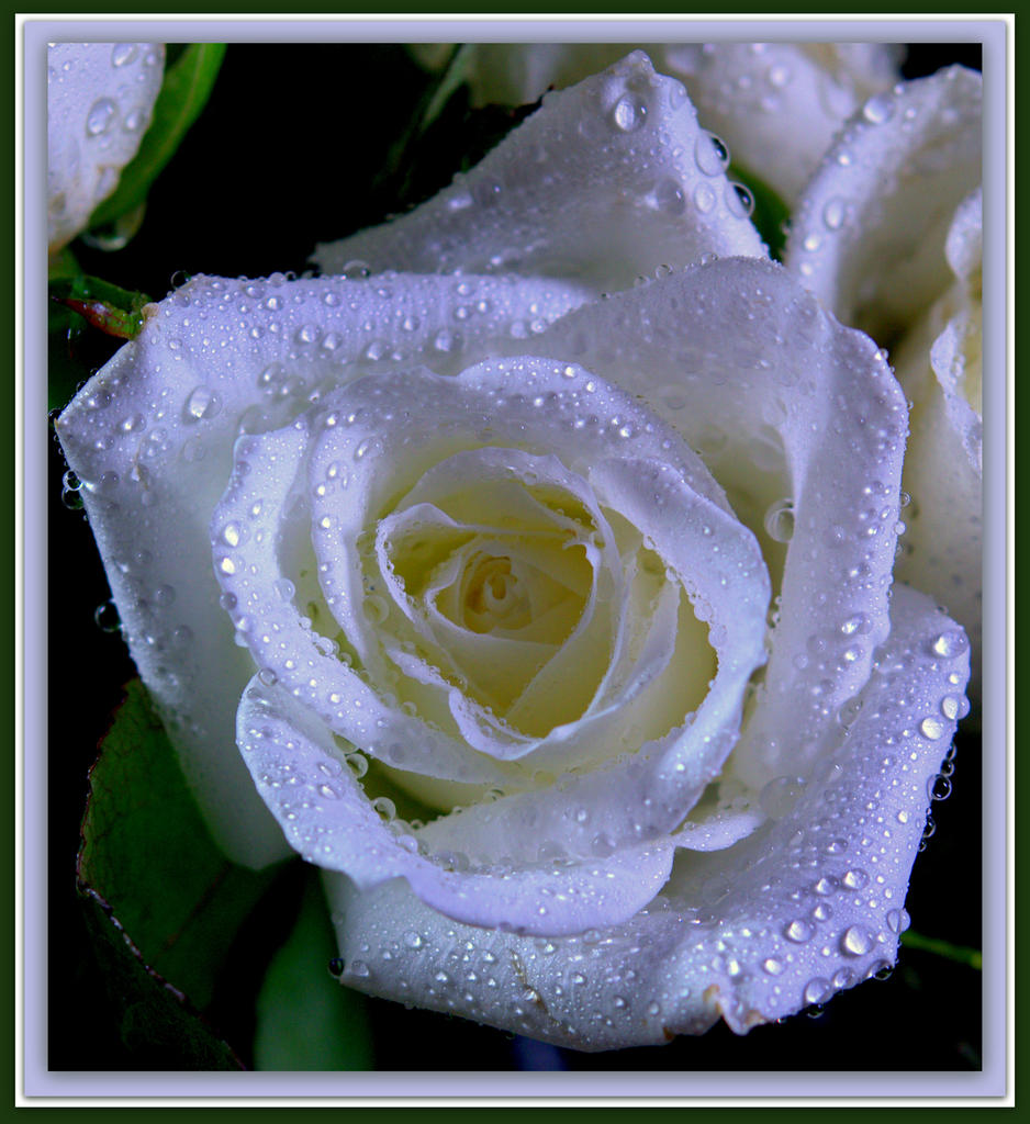 White Rose.jpg