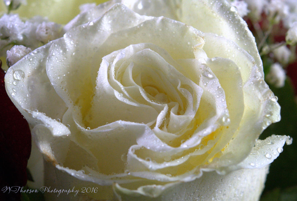 White Rose Macro 12-24-2016.jpg