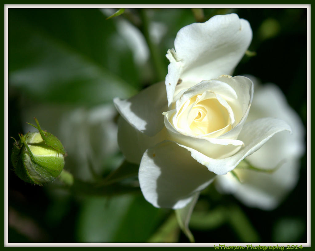 White Rose with Bud.jpg
