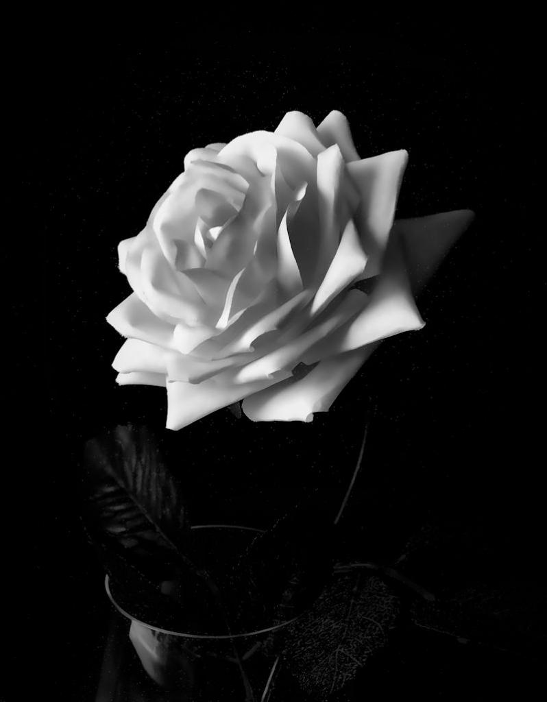 white rose3final800.jpg