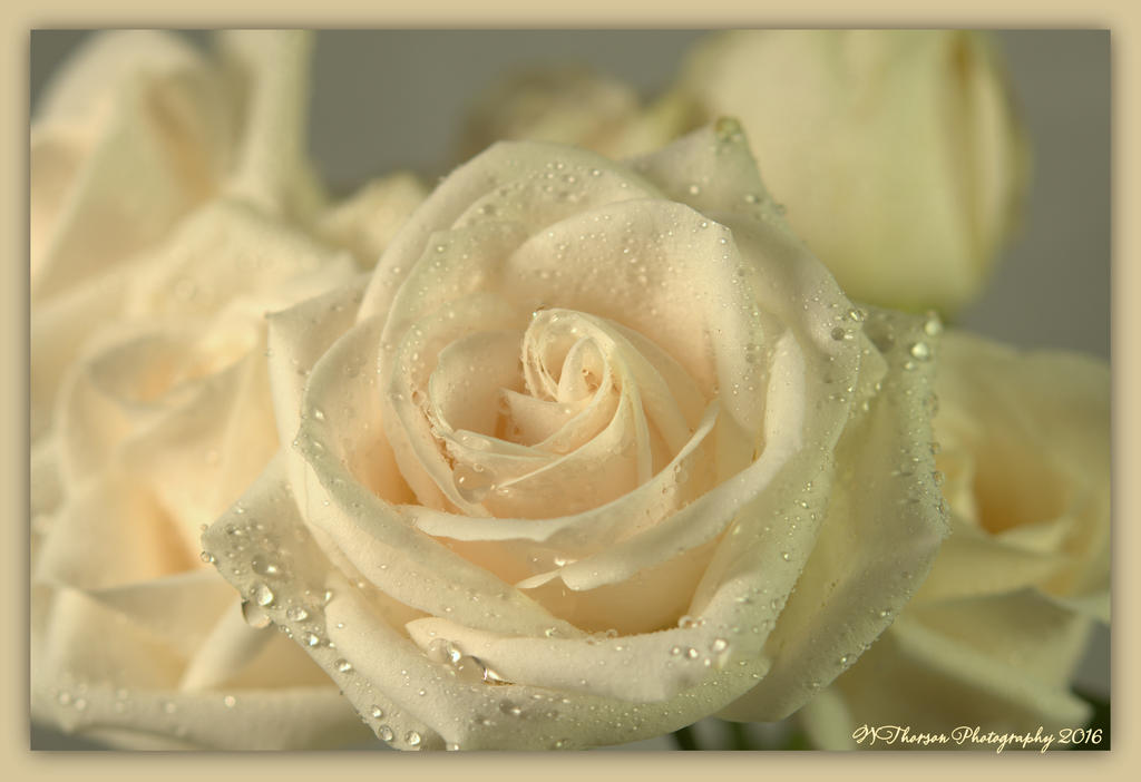 White Roses 2-17-2016.jpg
