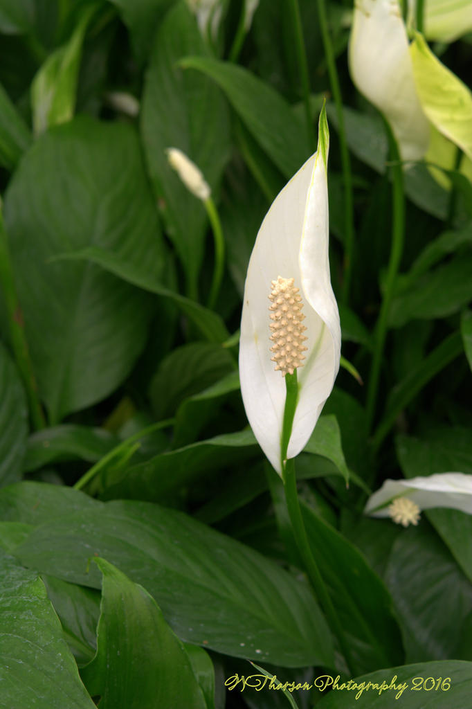 White Spathiphyllum  7-15-2016.jpg