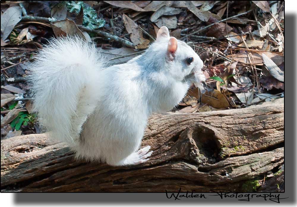 White Squirrel.jpg