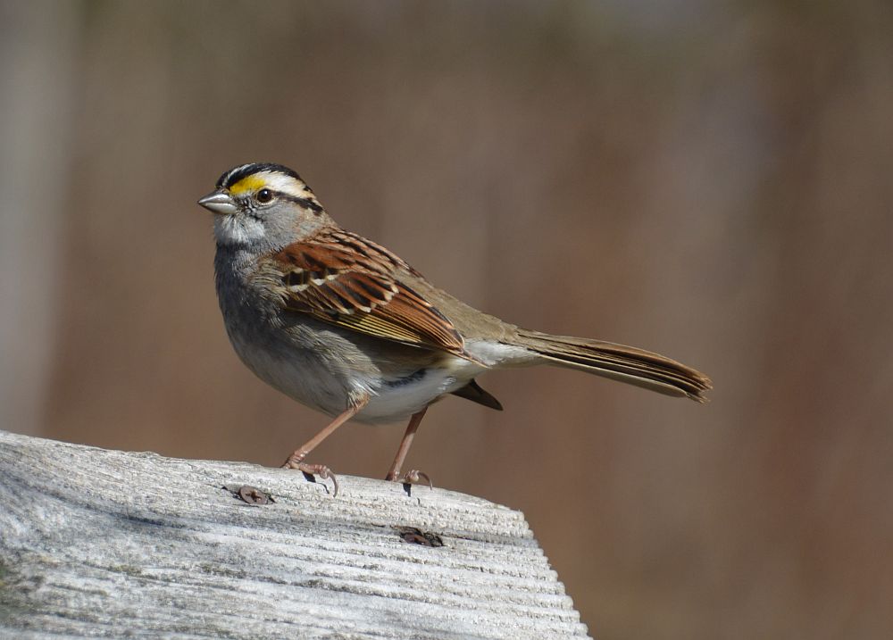 white throated sparrow 2 - 1000.jpg