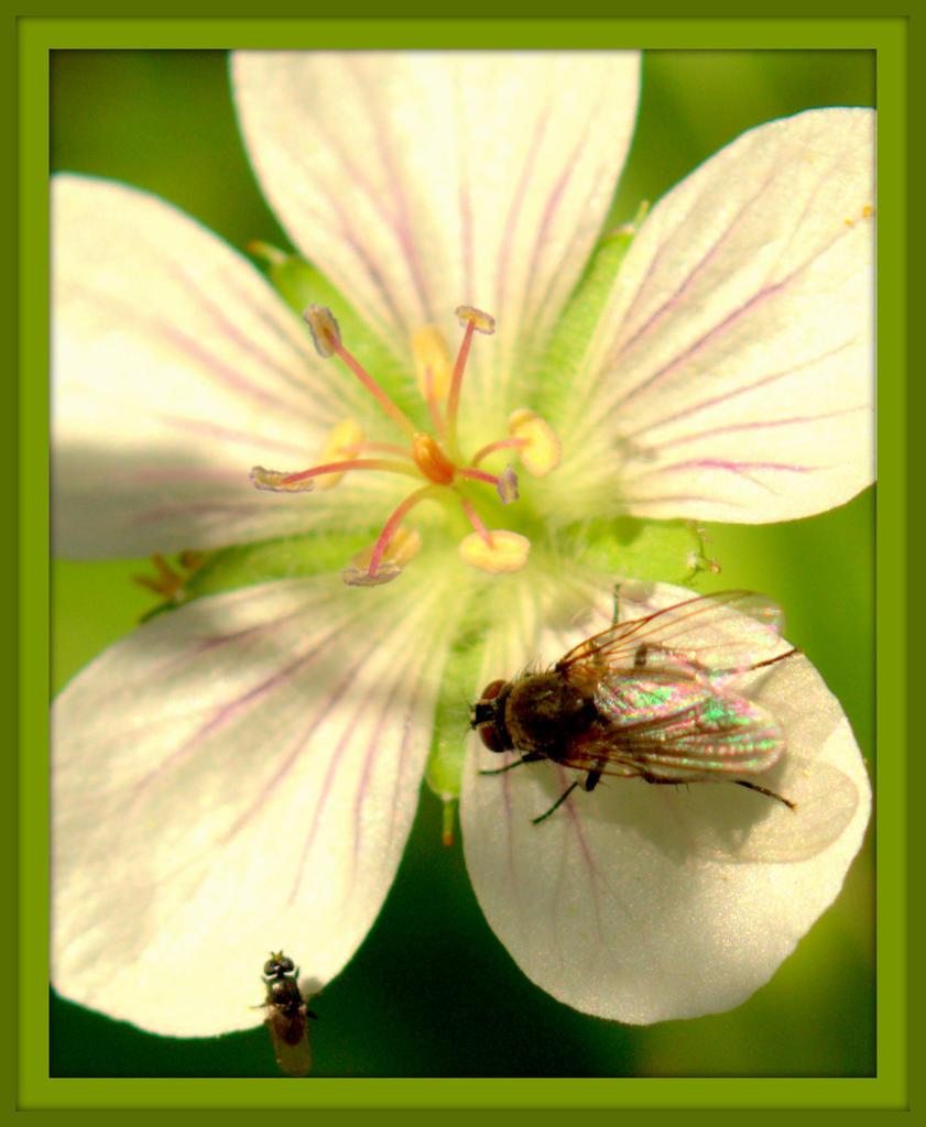 White Wildflower with 2 flies.jpg