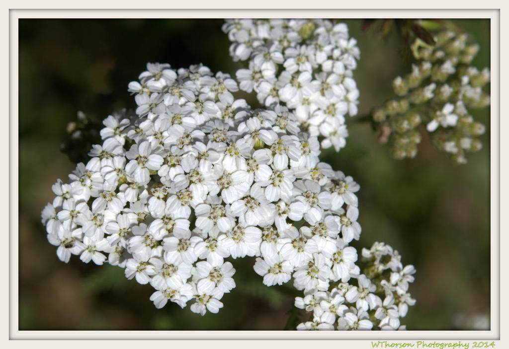 White Wildflowers.jpg