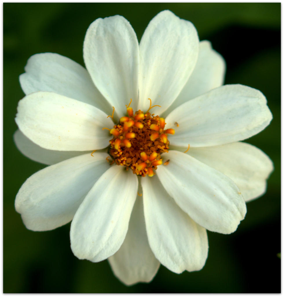 White Zinnia.jpg