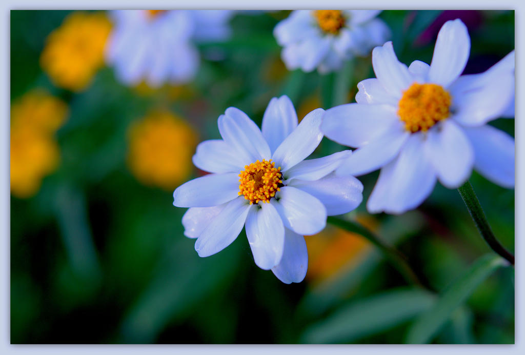 White Zinnia's.jpg
