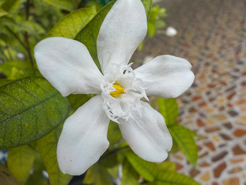 whiteblossom.jpg