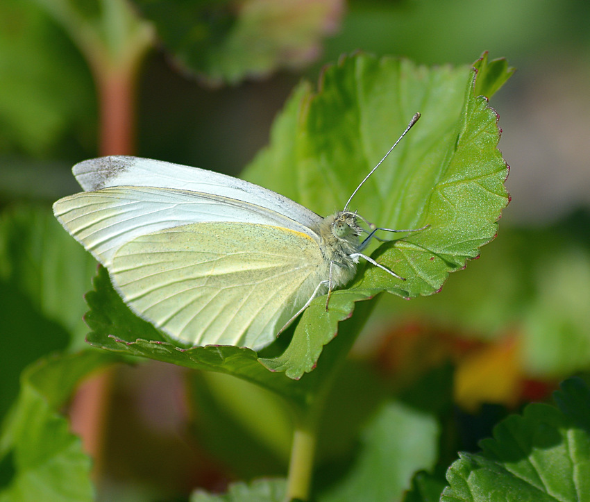 WhiteButterfly.jpg