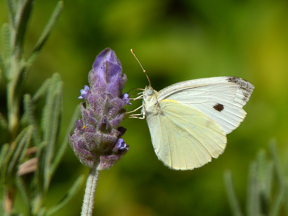 WhiteButterfly.jpg