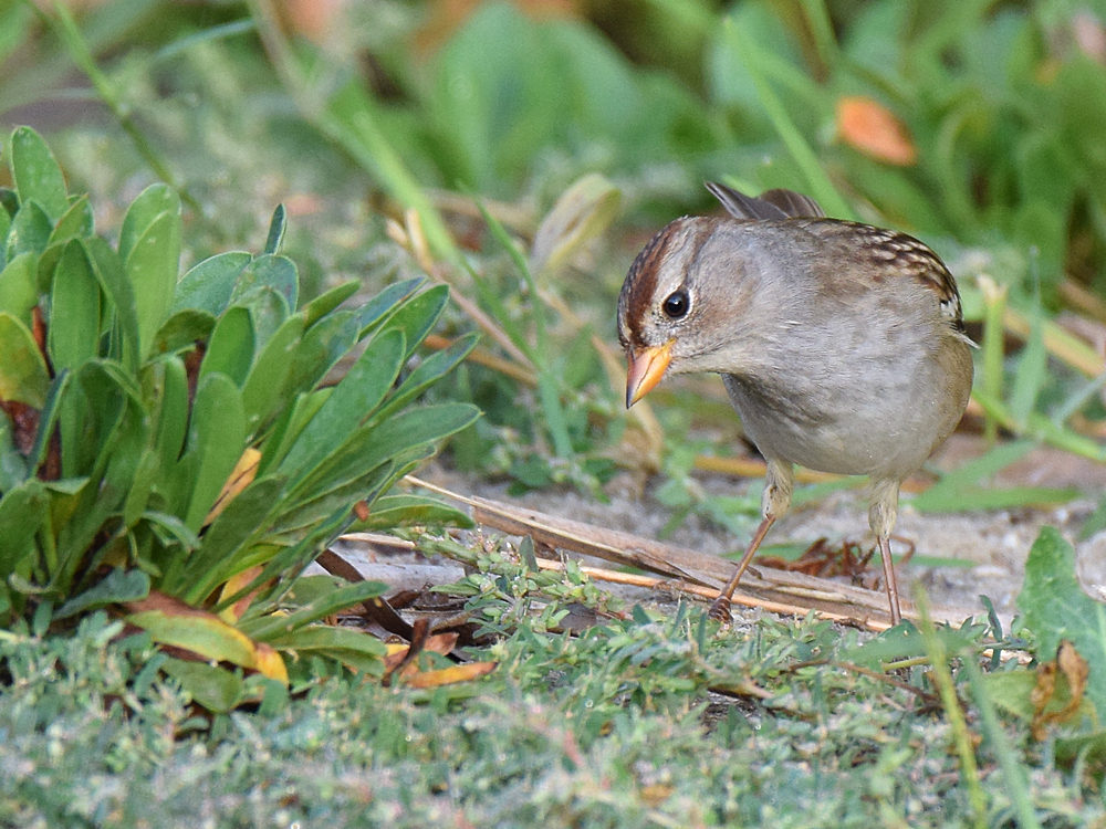 WhiteCrownedSparrow.jpg