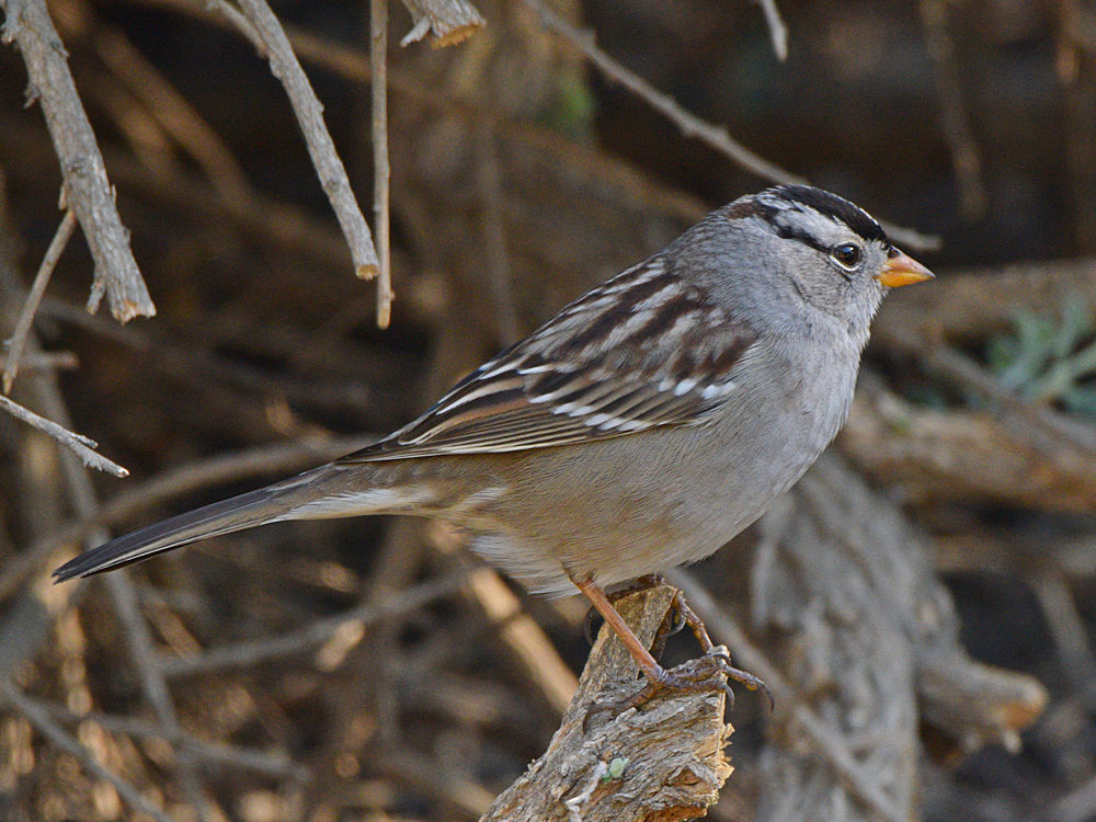 WhiteCrownedSparrow.jpg