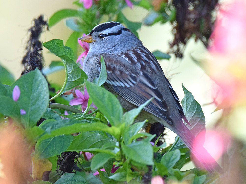 WhiteCrownedSparrow2.jpg