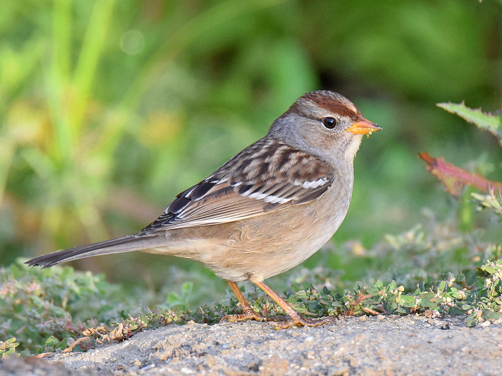 WhiteCrownedSparrow4.jpg