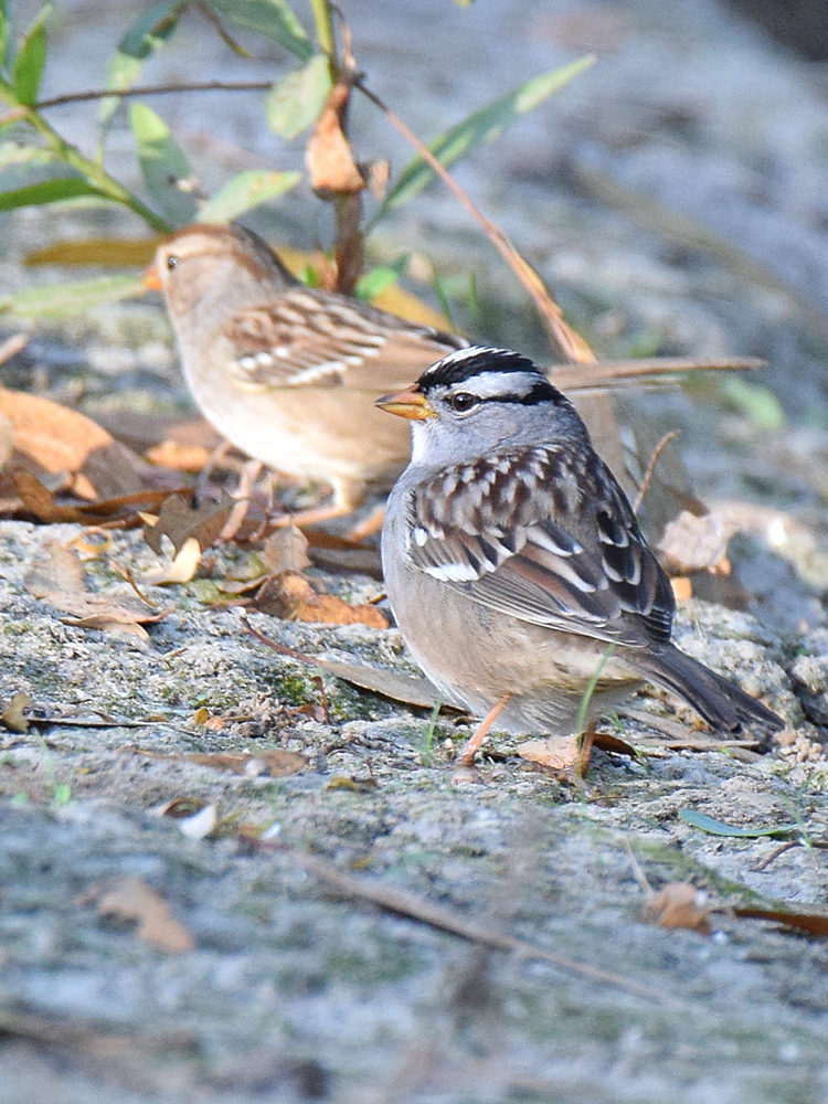 WhiteCrownedSparrow6.jpg