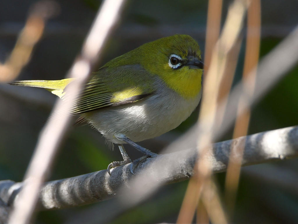 WhiteEye.jpg