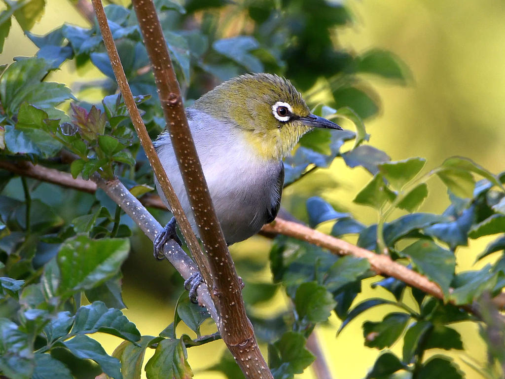 WhiteEye.jpg