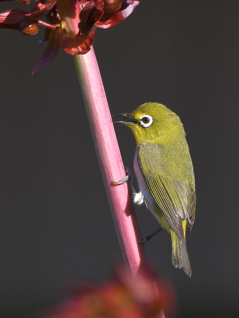 WhiteEye.jpg