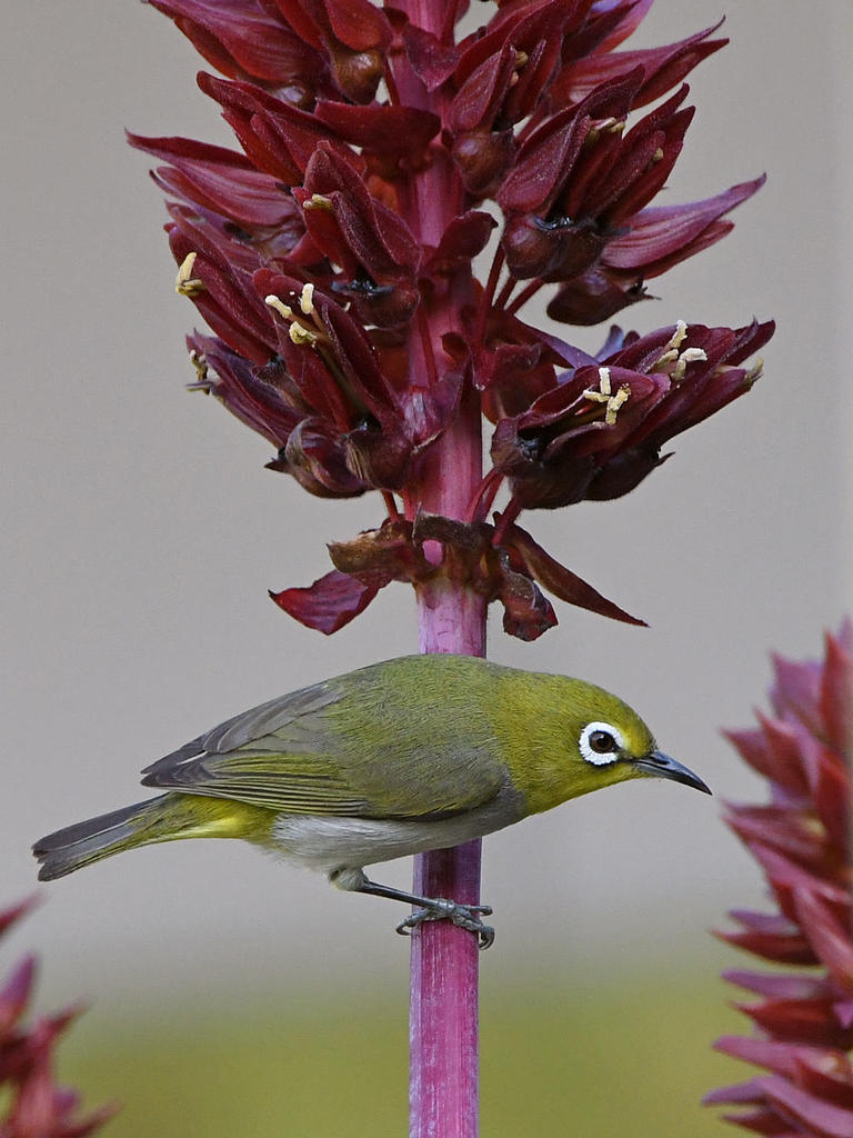 WhiteEye.jpg