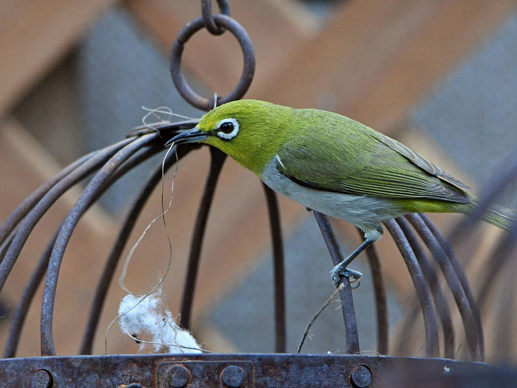 WhiteEye.jpg