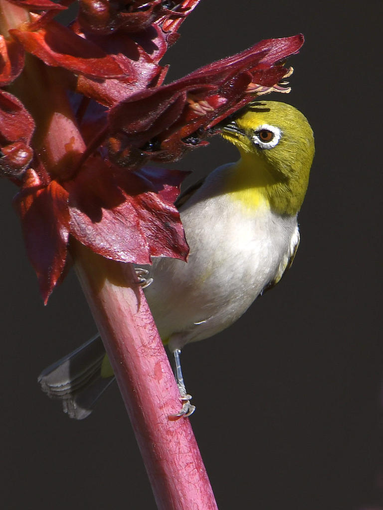 WhiteEye2.jpg