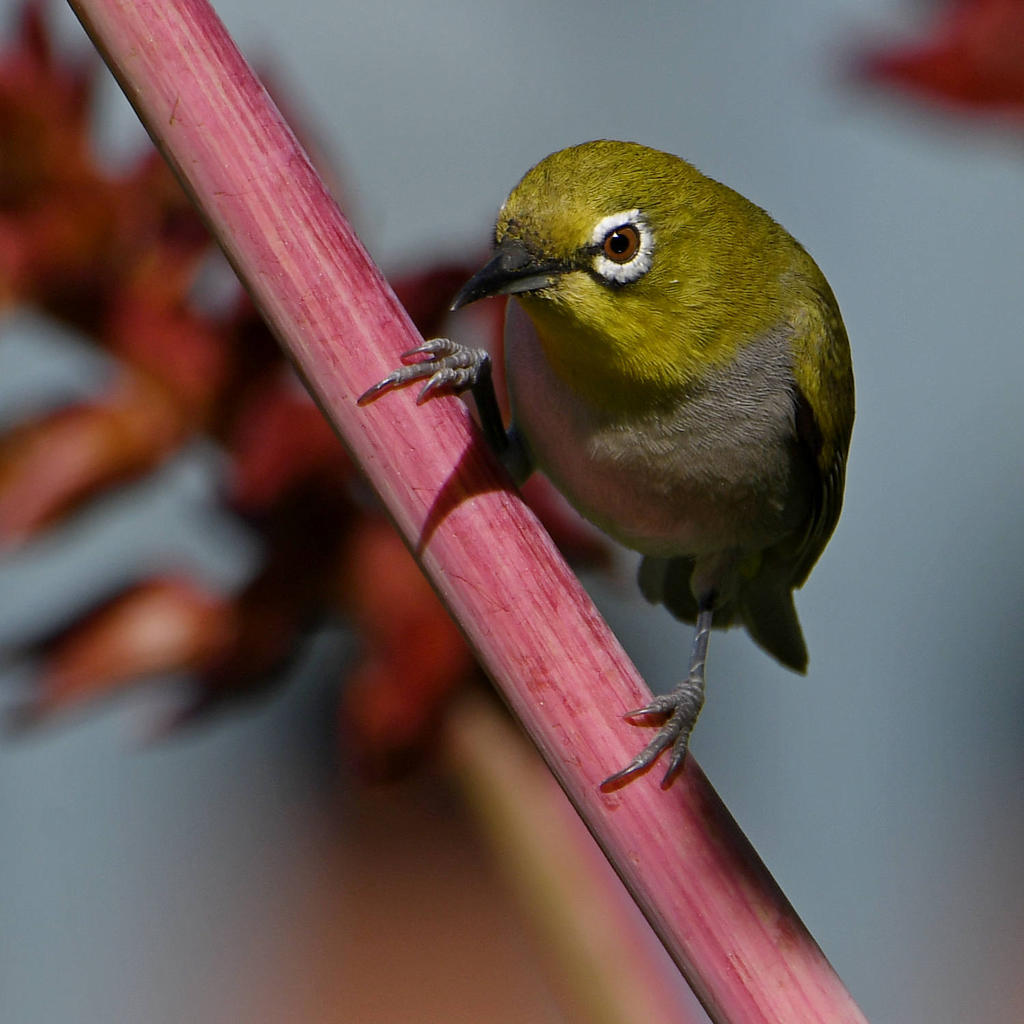 WhiteEye2.jpg