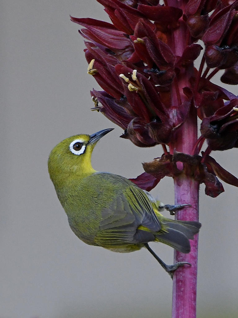 WhiteEye2.jpg