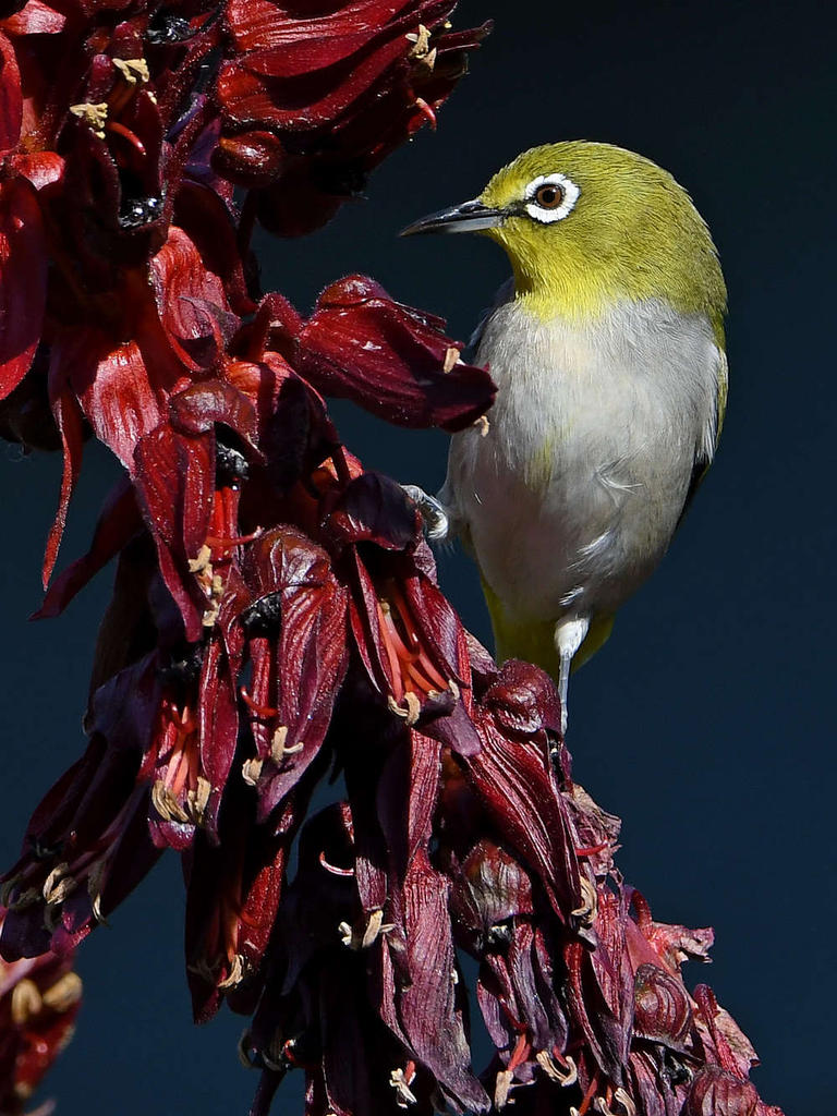 WhiteEye2.jpg