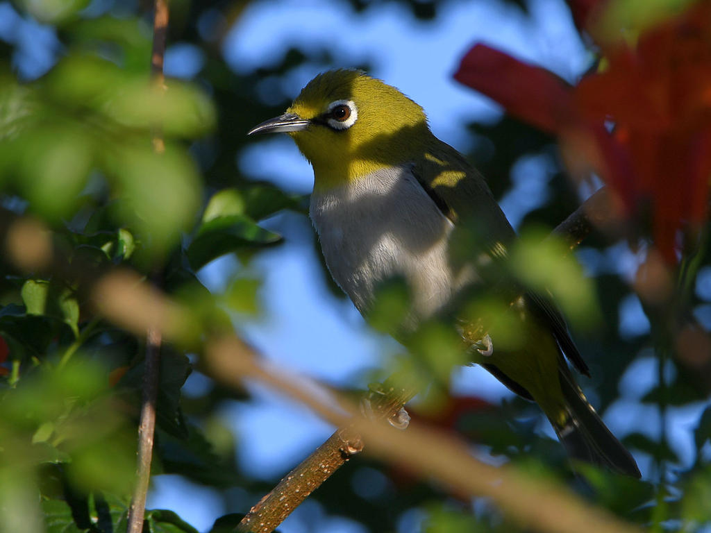 WhiteEye2.jpg