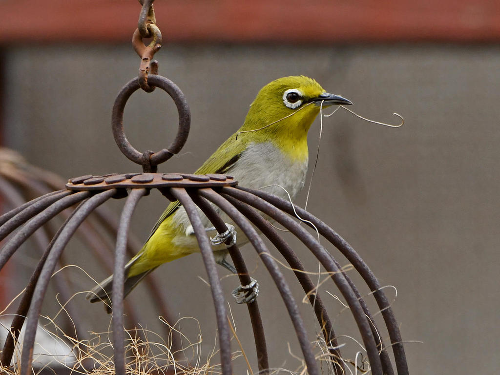 WhiteEye2.jpg