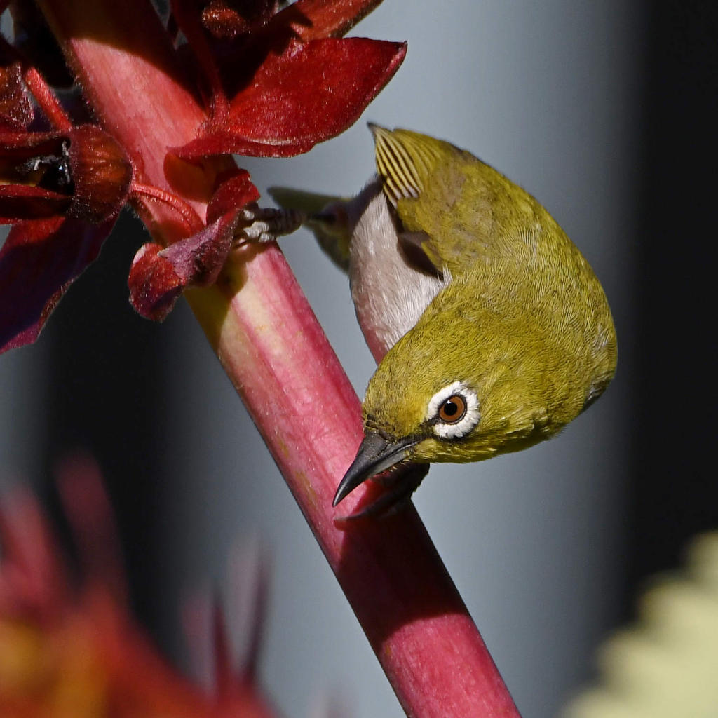 WhiteEye3.jpg