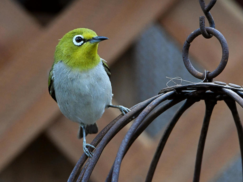 WhiteEye3.jpg