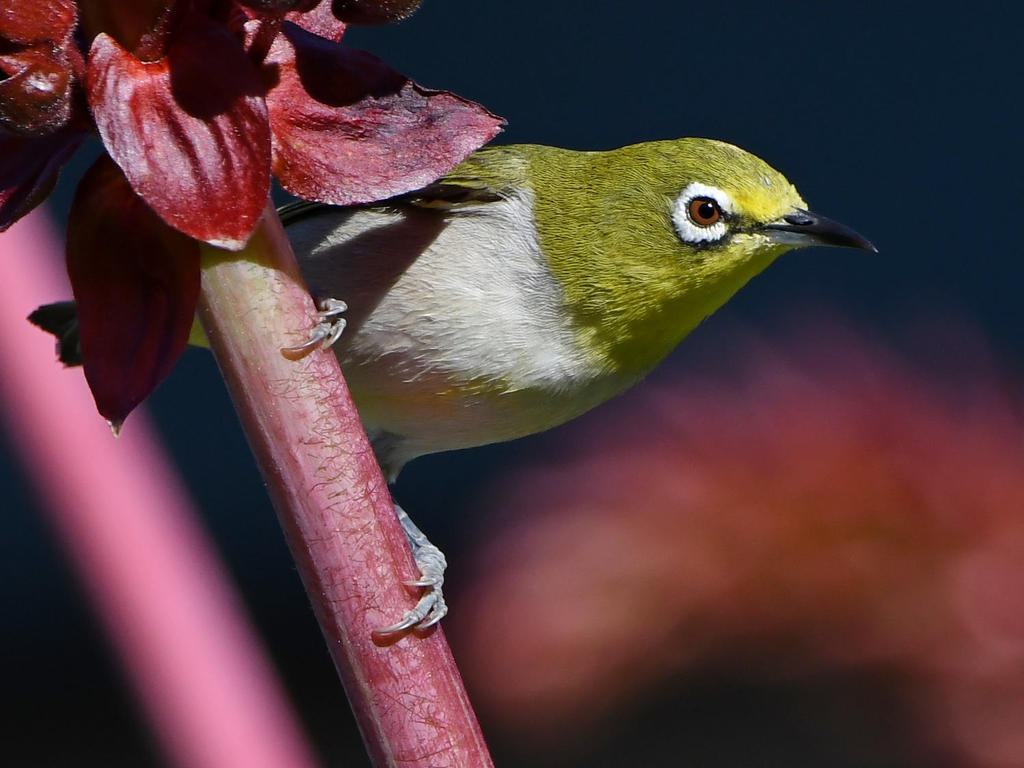 WhiteEye4.jpg
