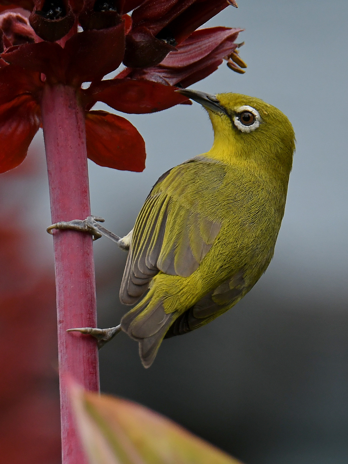 WhiteEye4.jpg