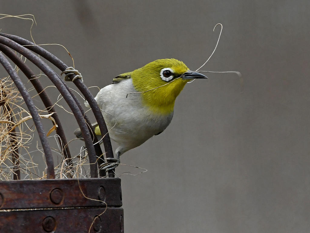 WhiteEye5.jpg