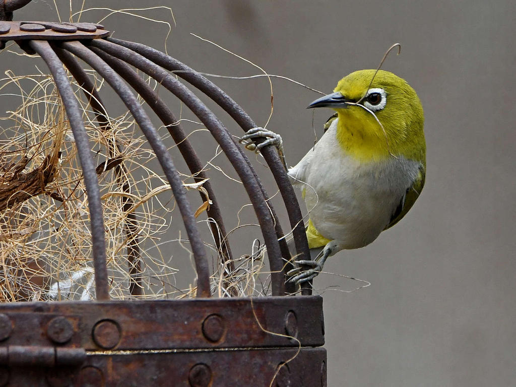 WhiteEye6.jpg