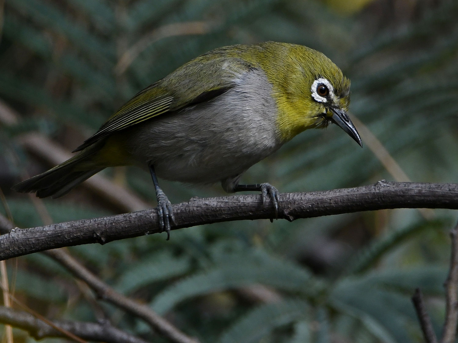 WhiteEye6.jpg