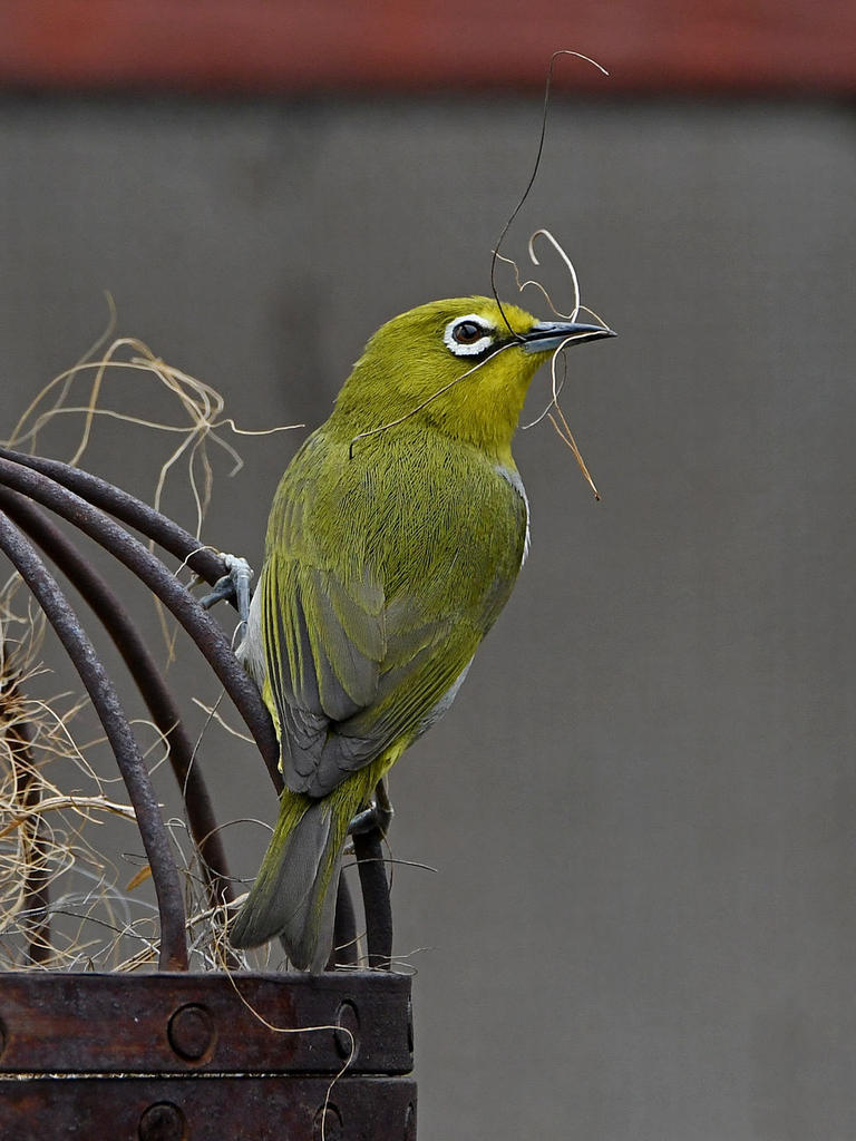 WhiteEye8.jpg