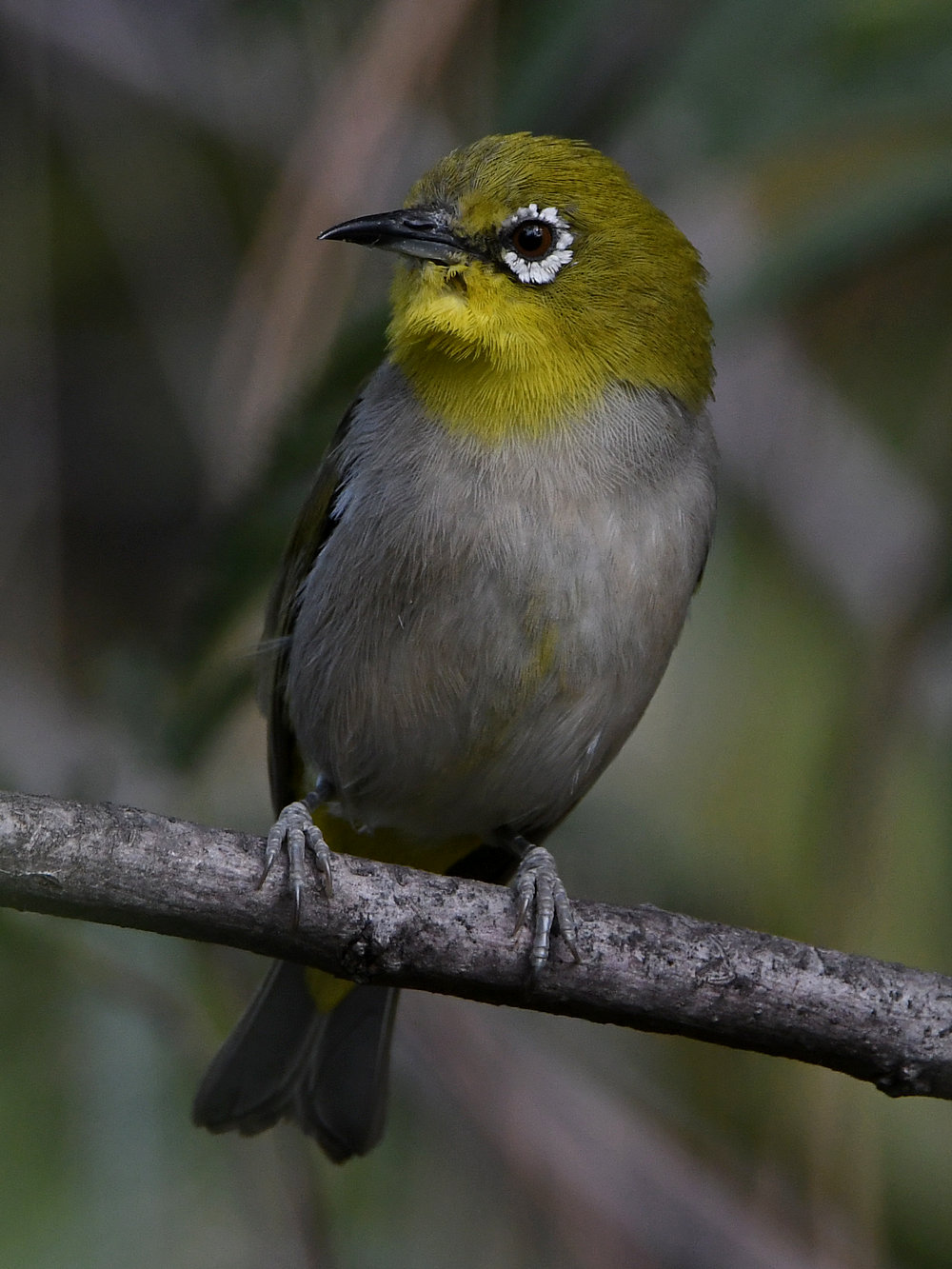 WhiteEye9.jpg