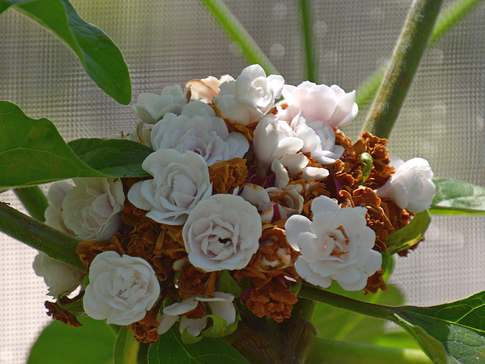 WhiteFlower.jpg