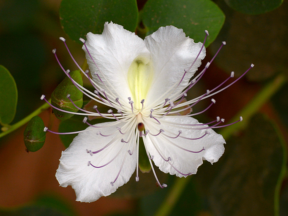 WhiteFlower.jpg