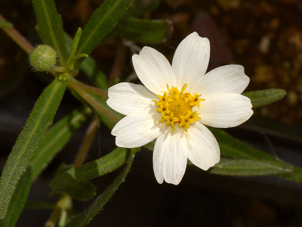 Whiteflower.jpg
