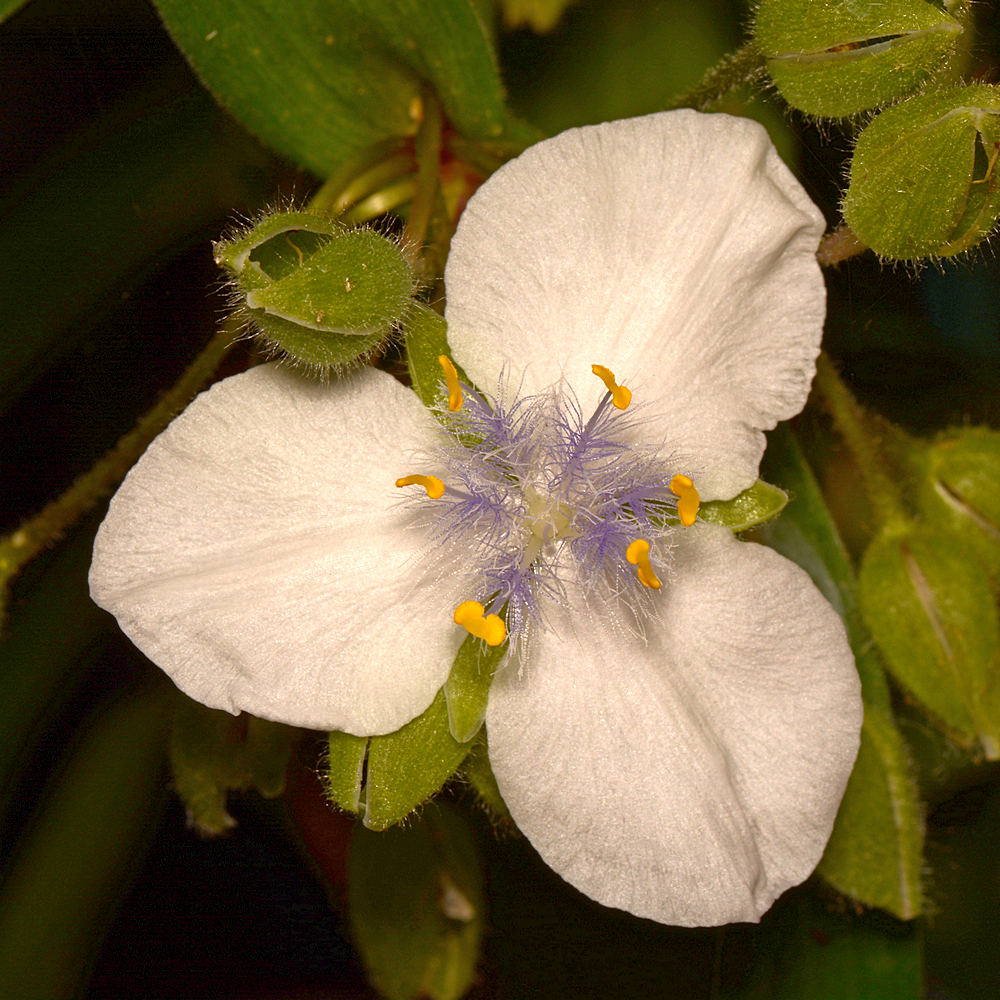 WhiteFlower.jpg