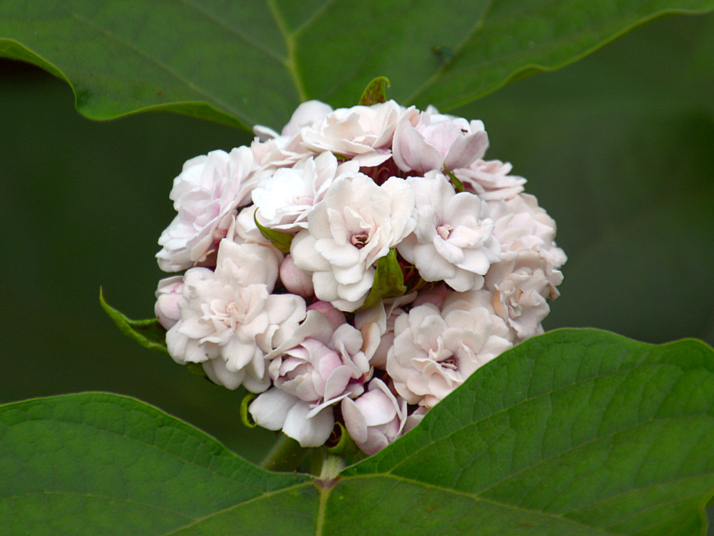 WhiteFlower.jpg