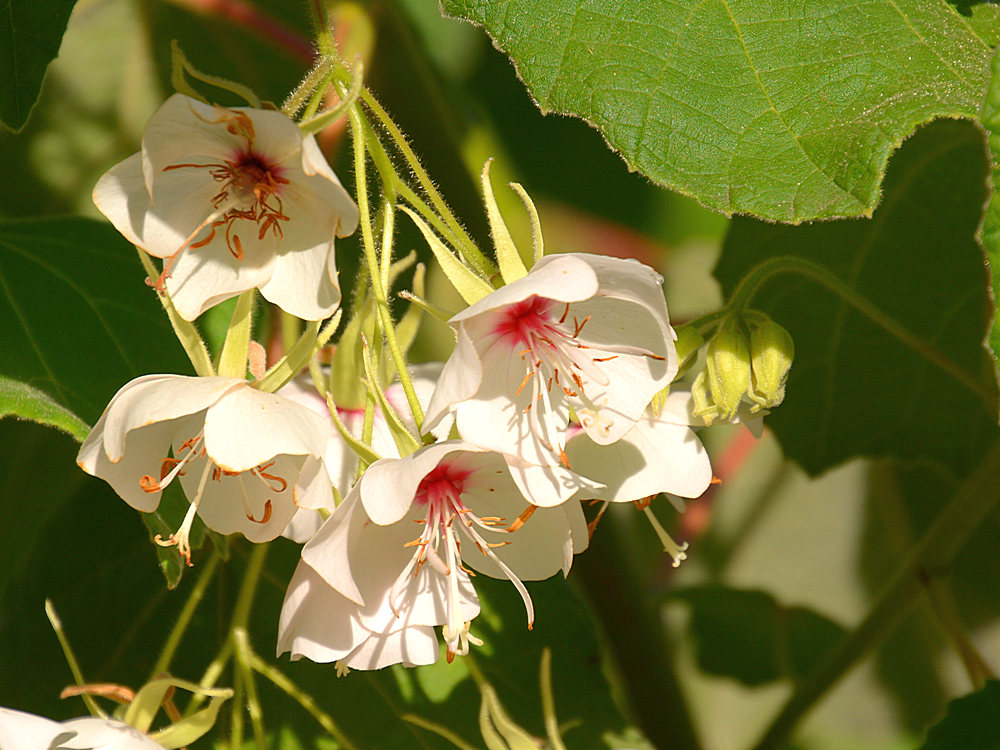 WhiteFlower.jpg